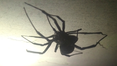 Latrodectus tredecimguttatus