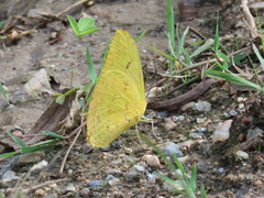 Phoebis philea philea