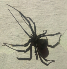Latrodectus tredecimguttatus