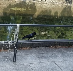 Corvus