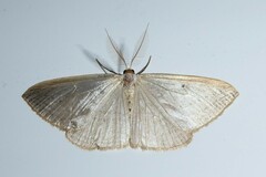 Orthoclydon praefectata