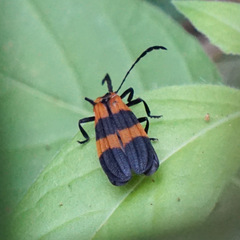 Calopteron discrepans