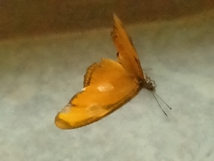 Dryas iulia