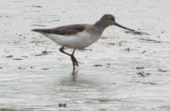 Xenus cinereus