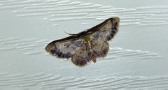 Idaea demissaria