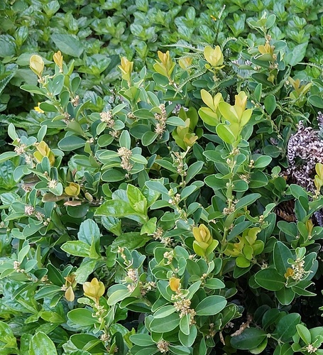 Buxus liukiuensis (Buxus liukiuensis)