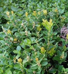 Buxus liukiuensis