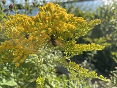 Spilomyia longicornis
