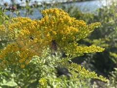 Spilomyia longicornis