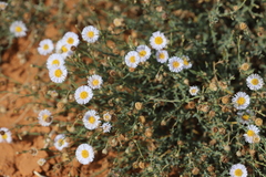 Brachyscome ciliaris