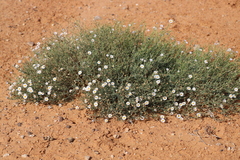 Brachyscome ciliaris