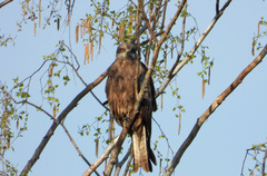 Milvus migrans