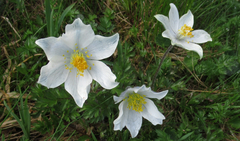 Pulsatilla alpina