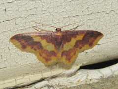 Lophosis labeculata