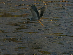 Egretta novaehollandiae