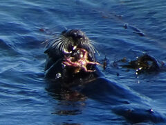 Romaleon antennarium