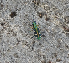 Cosmodela batesi