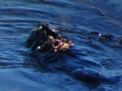 Romaleon antennarium