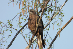 Milvus migrans