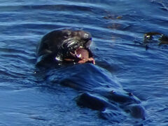 Romaleon antennarium