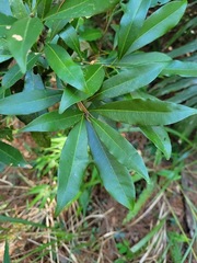 Lithocarpus hancei
