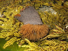 Phlyctenactis tuberculosa