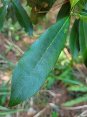 Lithocarpus hancei