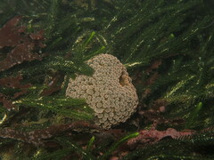 Phlyctenactis tuberculosa