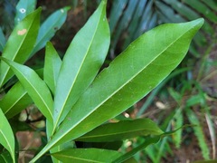 Lithocarpus hancei