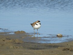 Charadrius collaris