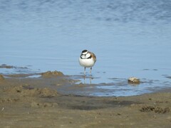 Charadrius collaris