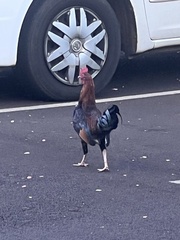 Gallus gallus domesticus