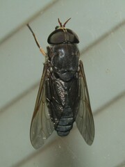 Tabanus calens