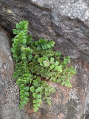 Asplenium subglandulosum