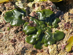 Codium dimorphum