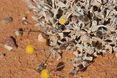 Anemocarpa podolepidium