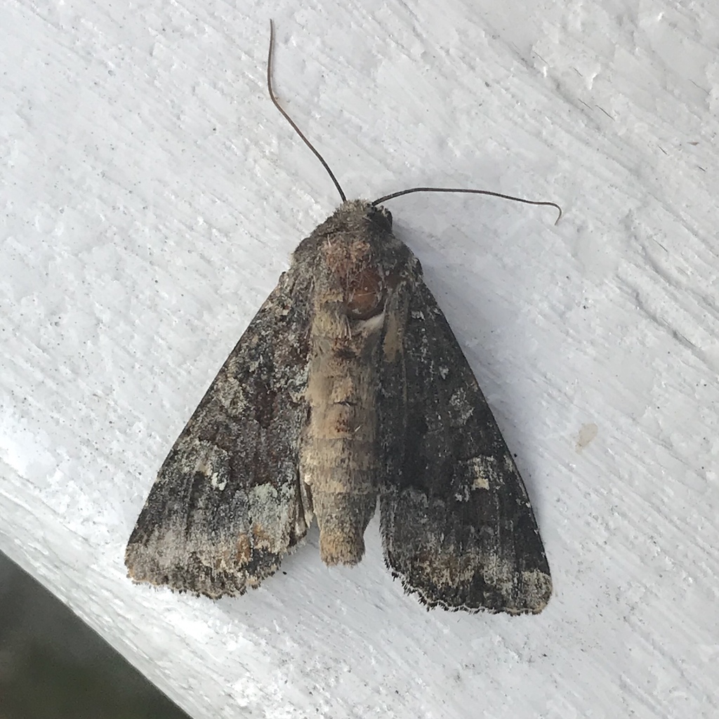 Yellow-headed Cutworm Moth and Allies