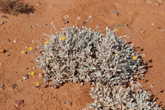 Anemocarpa podolepidium