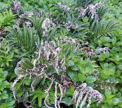 Pteris minor