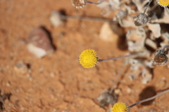 Anemocarpa podolepidium
