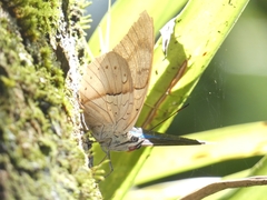 Archaeoprepona amphimachus