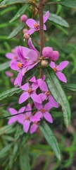 Boronia ledifolia