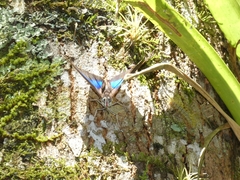 Archaeoprepona amphimachus