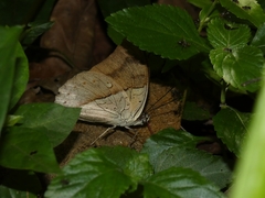 Archaeoprepona amphimachus