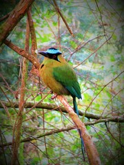 Momotus aequatorialis