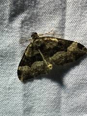 Larentiinae