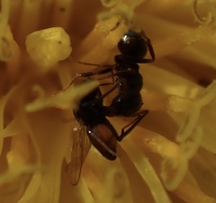 Lasius