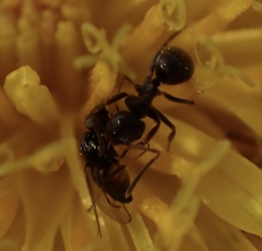 Lasius