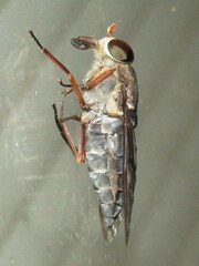 Tabanus calens