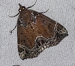 Hypena abalienalis